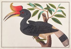 Næsehornsnæsehornsfugl, fra tegninger af fugle fra Malacca, ca. 1805-18 (wc på papir)